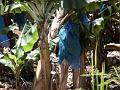 2003-04 martinique 057